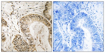 RGS1 rabbit pAb Antibody