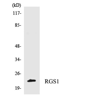 RGS1 rabbit pAb Antibody