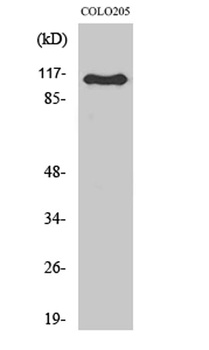 RhoGEF p115 rabbit pAb Antibody