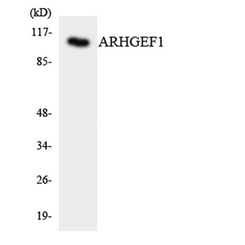 RhoGEF p115 rabbit pAb Antibody