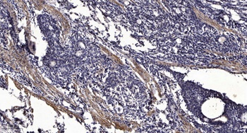 RhoGEF p115 rabbit pAb Antibody