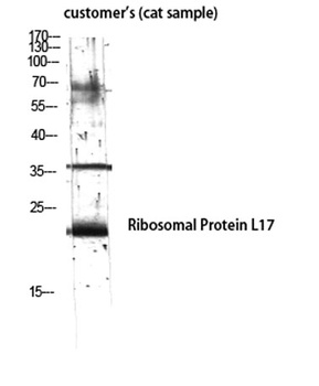 Ribosomal Protein L17 rabbit pAb Antibody
