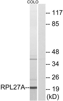 Ribosomal Protein L27A rabbit pAb Antibody