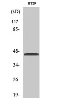 Ribosomal Protein L3 rabbit pAb Antibody