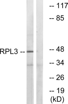 Ribosomal Protein L3 rabbit pAb Antibody