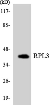 Ribosomal Protein L3 rabbit pAb Antibody