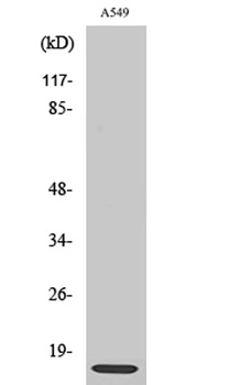 Ribosomal Protein L30 rabbit pAb Antibody