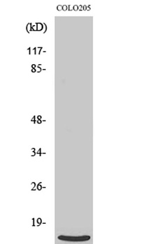 Ribosomal Protein L39 rabbit pAb Antibody