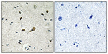 Ribosomal Protein L39 rabbit pAb Antibody