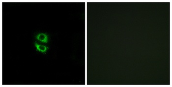 Ribosomal Protein L39 rabbit pAb Antibody