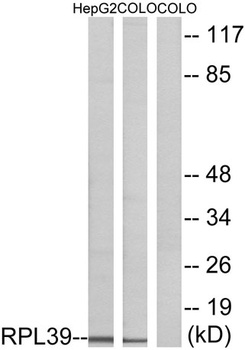 Ribosomal Protein L39 rabbit pAb Antibody
