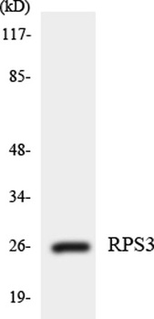 Ribosomal Protein S3 rabbit pAb Antibody