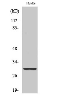 Ribosomal Protein S4Y1 rabbit pAb Antibody