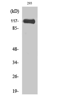M-RIP rabbit pAb Antibody