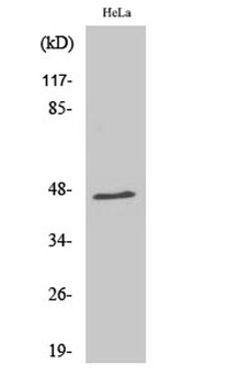 RNF130 rabbit pAb Antibody