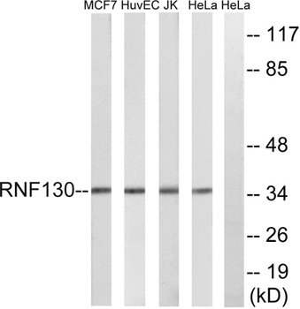 RNF130 rabbit pAb Antibody