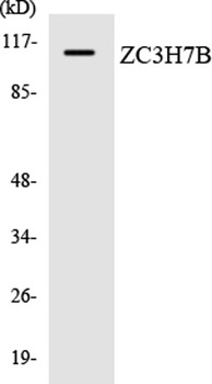 RoXaN rabbit pAb Antibody