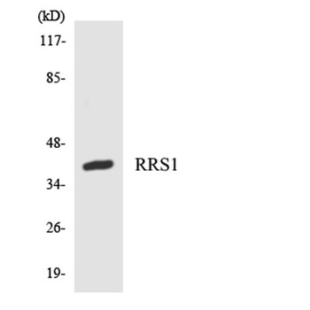 RRS1 rabbit pAb Antibody