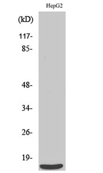 SAP 14 rabbit pAb Antibody