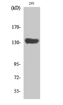 SCAF1 rabbit pAb Antibody