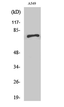 SCFD1 rabbit pAb Antibody