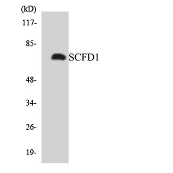 SCFD1 rabbit pAb Antibody