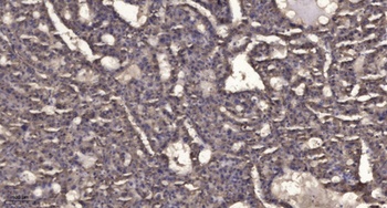 SCFD1 rabbit pAb Antibody