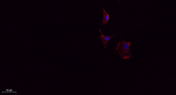 SDF-1 rabbit pAb Antibody