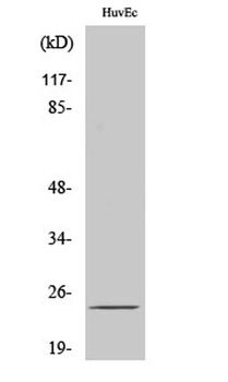 SENP8 rabbit pAb Antibody