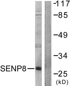 SENP8 rabbit pAb Antibody