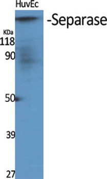 Separase rabbit pAb Antibody