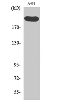 Separase rabbit pAb Antibody