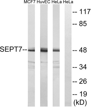 Septin 7 rabbit pAb Antibody
