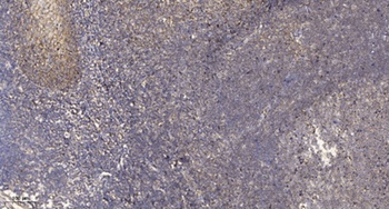 Septin 7 rabbit pAb Antibody