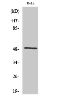 Septin 8 rabbit pAb Antibody