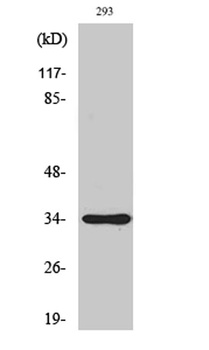 SH2D5 rabbit pAb Antibody