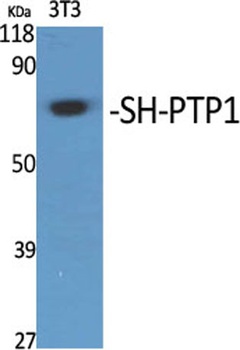 SH-PTP1 rabbit pAb Antibody
