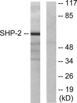 SH-PTP2 rabbit pAb