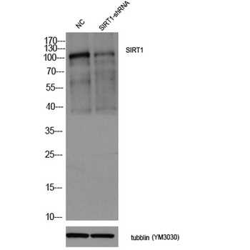 SIRT1 rabbit pAb Antibody