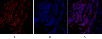 SIRT1 rabbit pAb Antibody