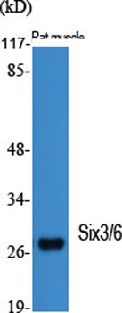 Six3/6 rabbit pAb Antibody