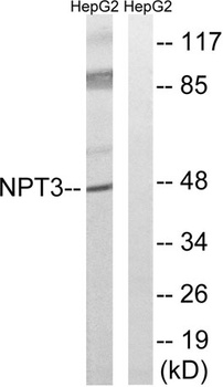 SLC17A2 rabbit pAb Antibody