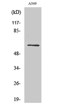 SLC43A1 rabbit pAb Antibody