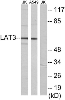 SLC43A1 rabbit pAb Antibody