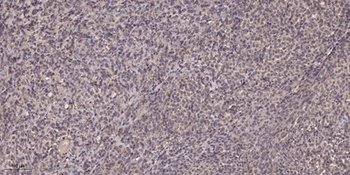 SLC43A1 rabbit pAb Antibody