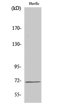 SLC6A8 rabbit pAb Antibody