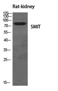 SMIT rabbit pAb Antibody