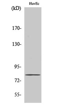 SMIT rabbit pAb Antibody