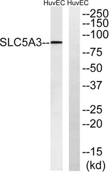 SMIT rabbit pAb Antibody