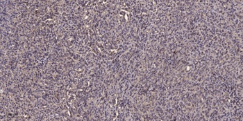 SMIT rabbit pAb Antibody